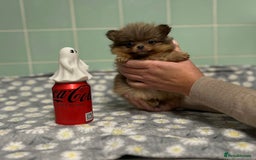 Pomeranian dogs for sale: Beautiful Pomeranian puppies  - Image 14