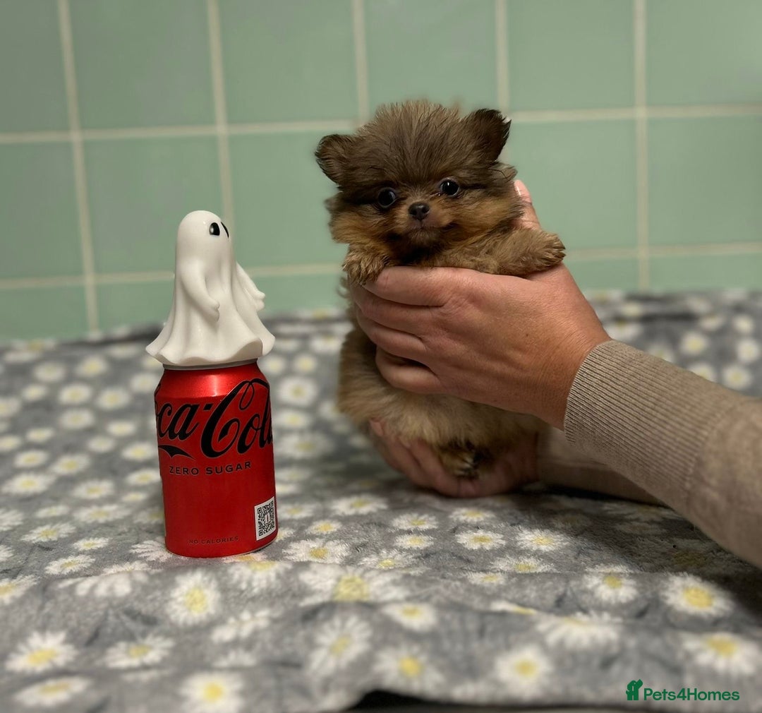 Pomeranian dogs for sale: Beautiful Pomeranian puppies  - Image 14