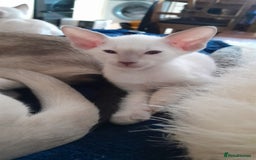 Siamese cats for sale: Buster - Image 5