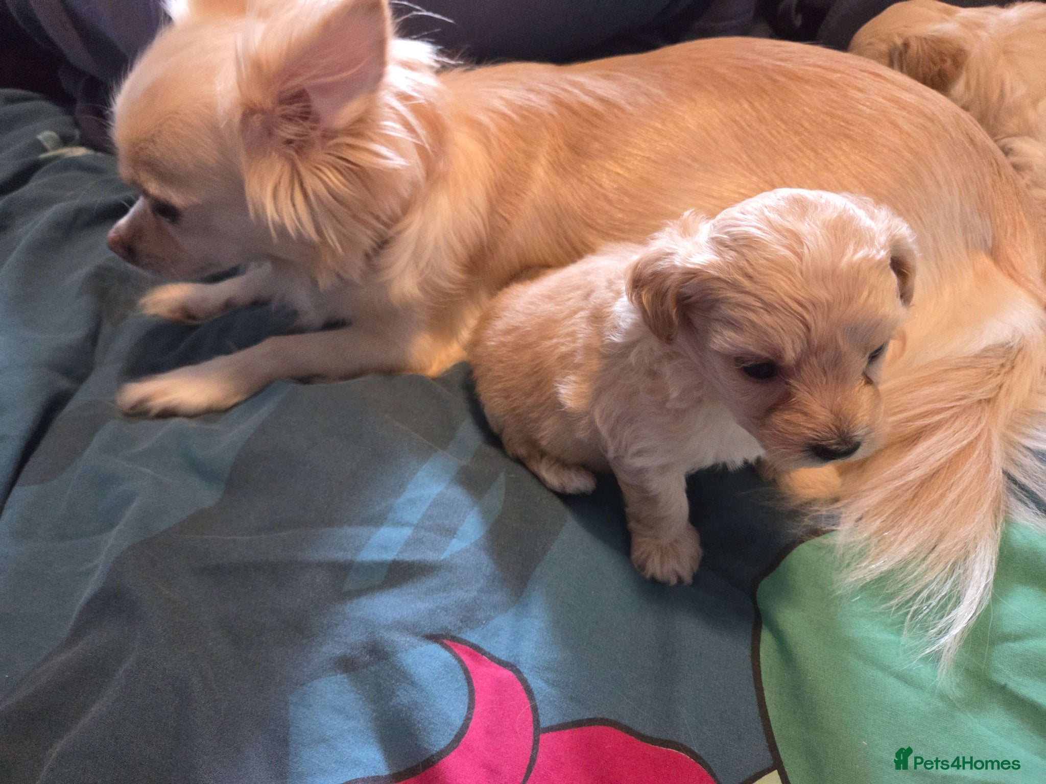 Chipoo dogs for sale:  Chihuahua x miniature poodles  in Leicester - Advert 23