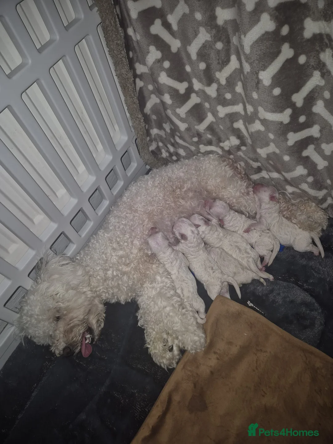 Bichon Frise dogs for sale: Full Breed Bichon Frise 2Male & 4Female in Runcorn - Advert 8