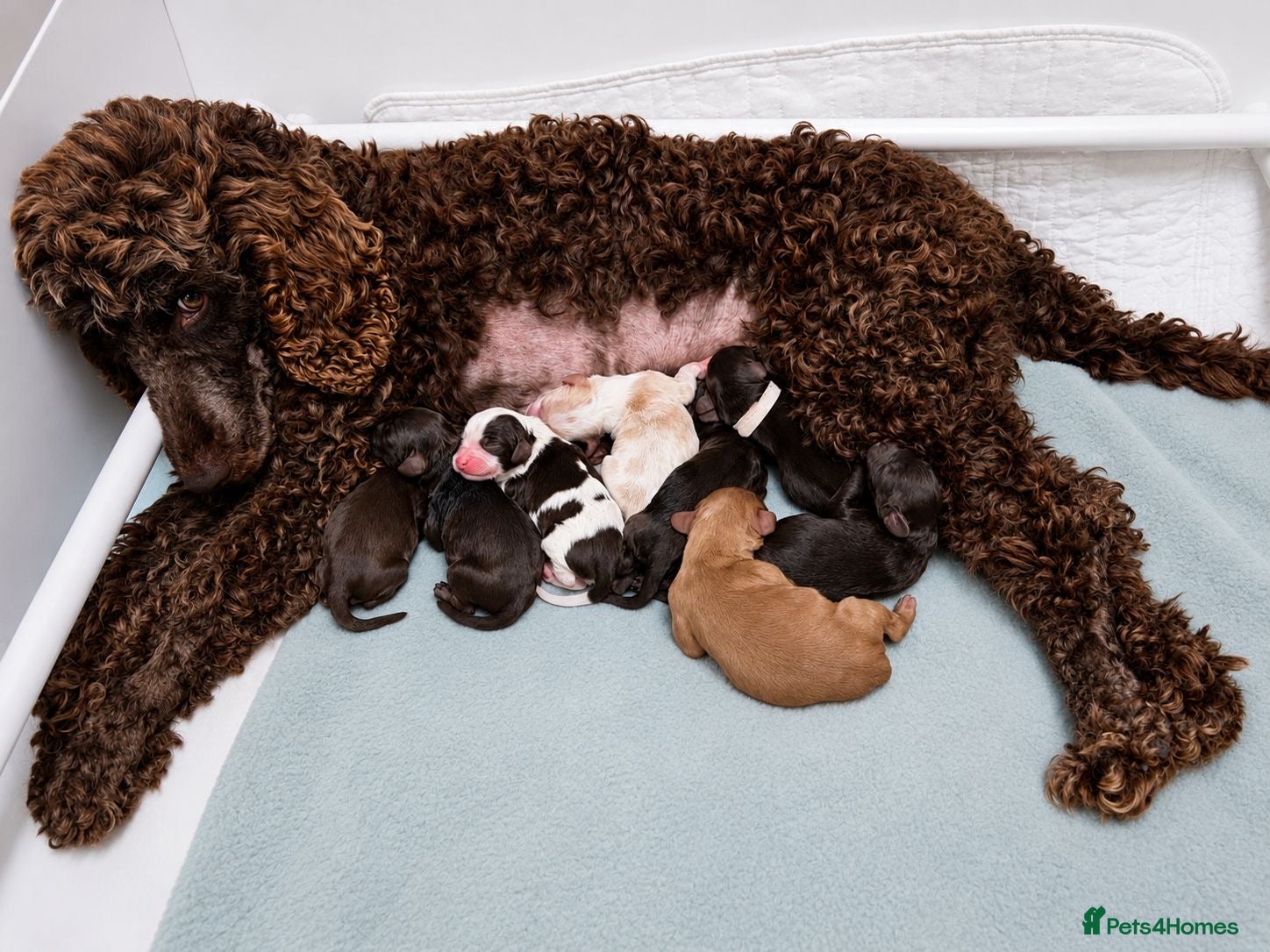 Cavapoo dogs for sale: F1 Chocolate Dream Cavapoos 🤎 - Advert 1