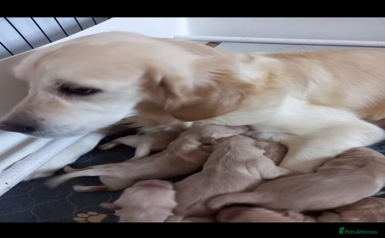 Golden Retriever dogs - Advert 1