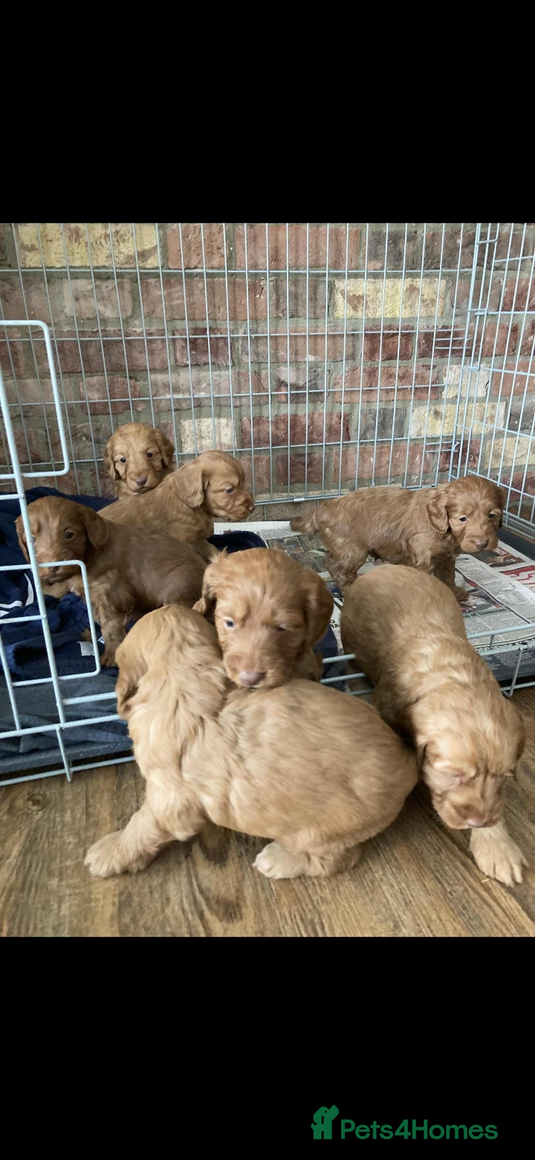 Cockapoo dogs for sale: Cockapoo puppies  - Image 9