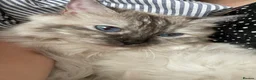Ragdoll cats for sale: Ragdoll kitten - Advert 1