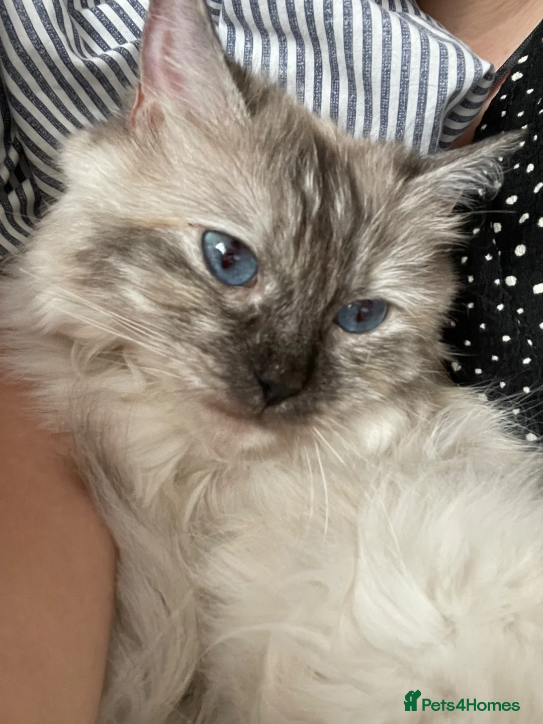 Ragdoll cats for sale: Ragdoll kitten - Advert 1