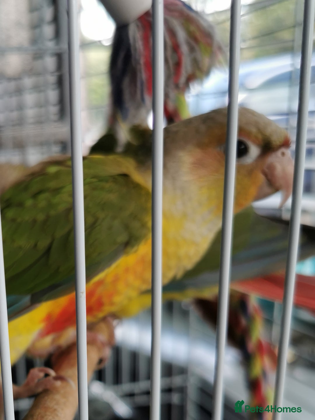 Conures birds for sale: 3 baby conures for sale - Image 2