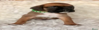 Boxer