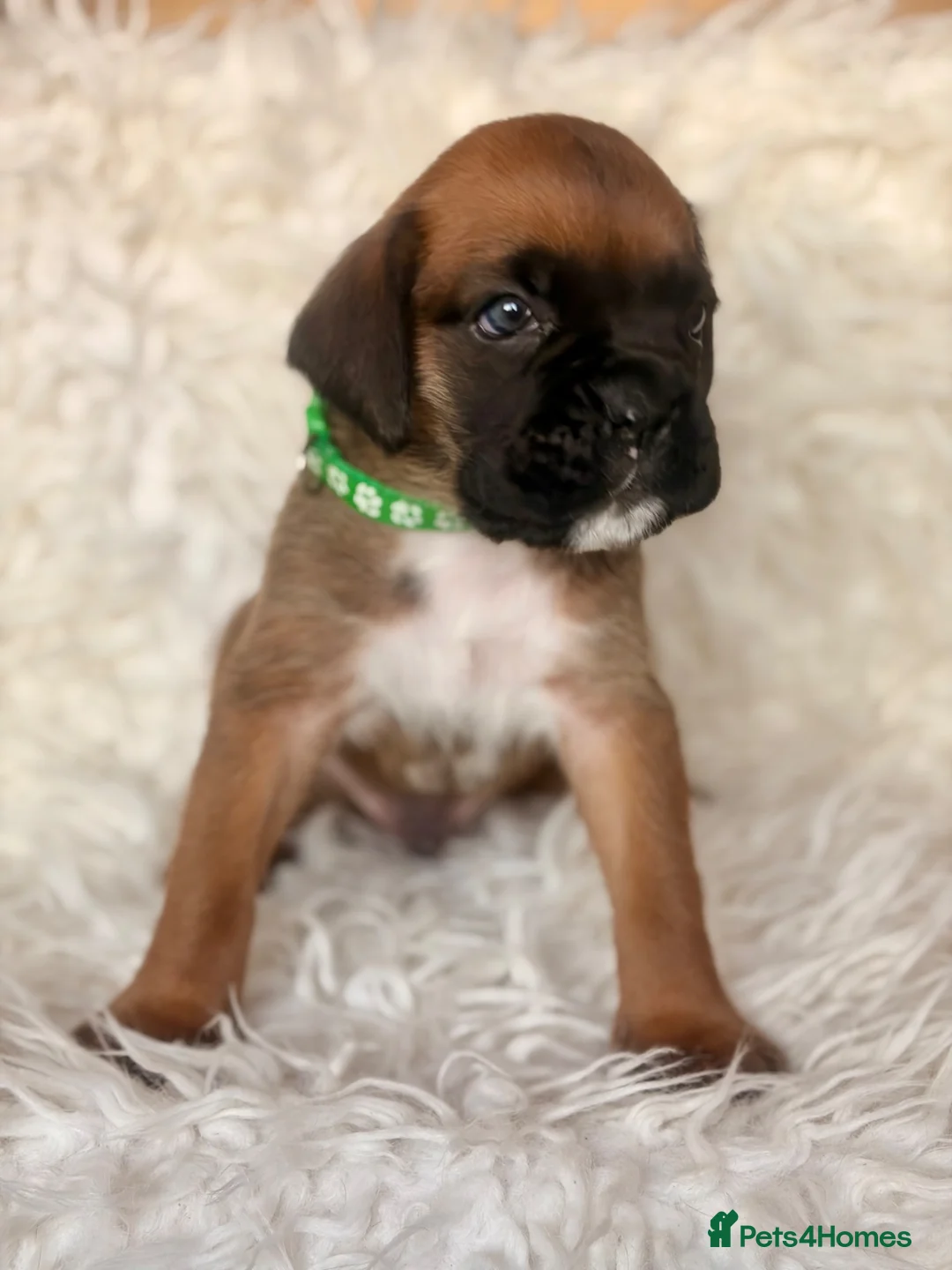 Boxer dogs for sale: Beautiful chunky boxer puppies in Tredegar - Advert 6