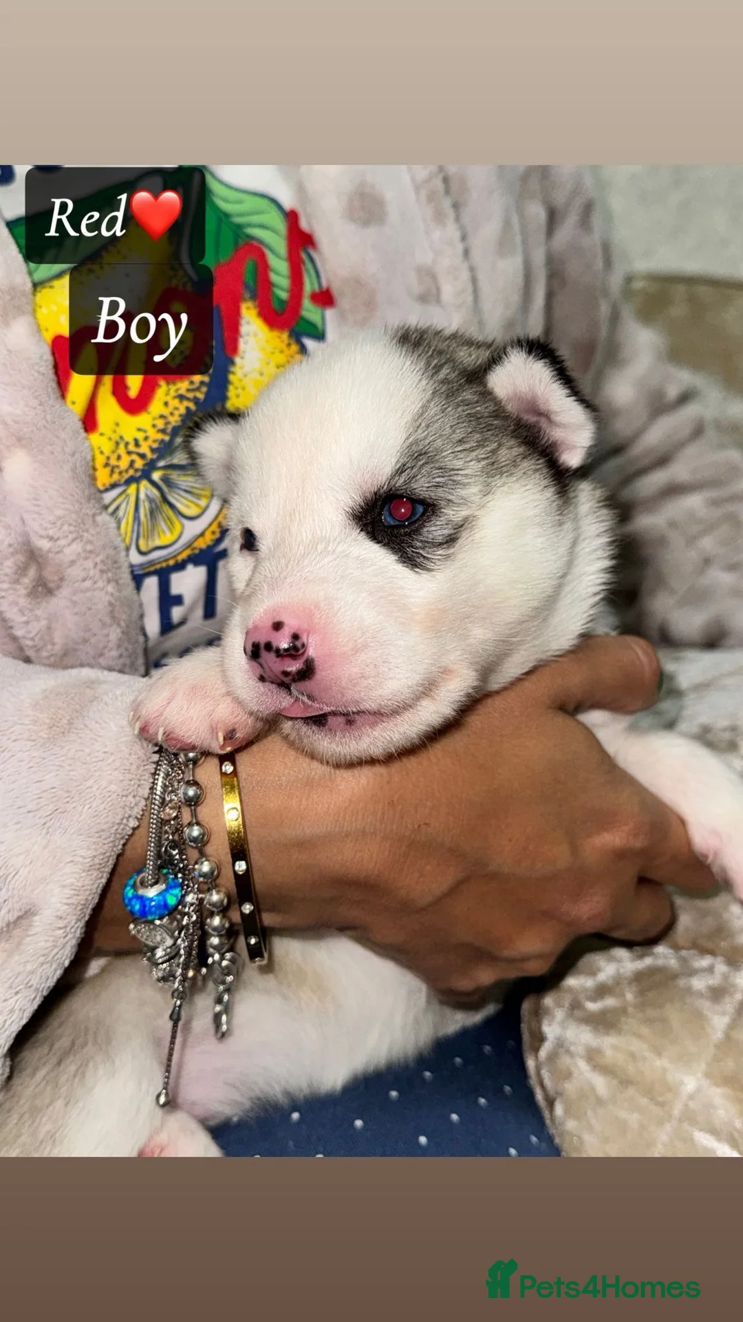 Siberian Husky dogs for sale: Beautiful Siberian puppies for Sale. Xx in Ware - Advert 2