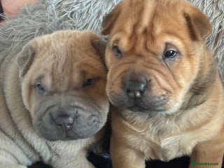 Shar Pei dogs Shar pei puppys - Advert 1
