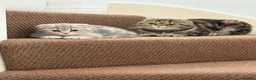 British Shorthair cats for sale: BRITISH SHORTHAIRxSCOTTISH FOLD blue,white Siamese in Southport - Advert 8