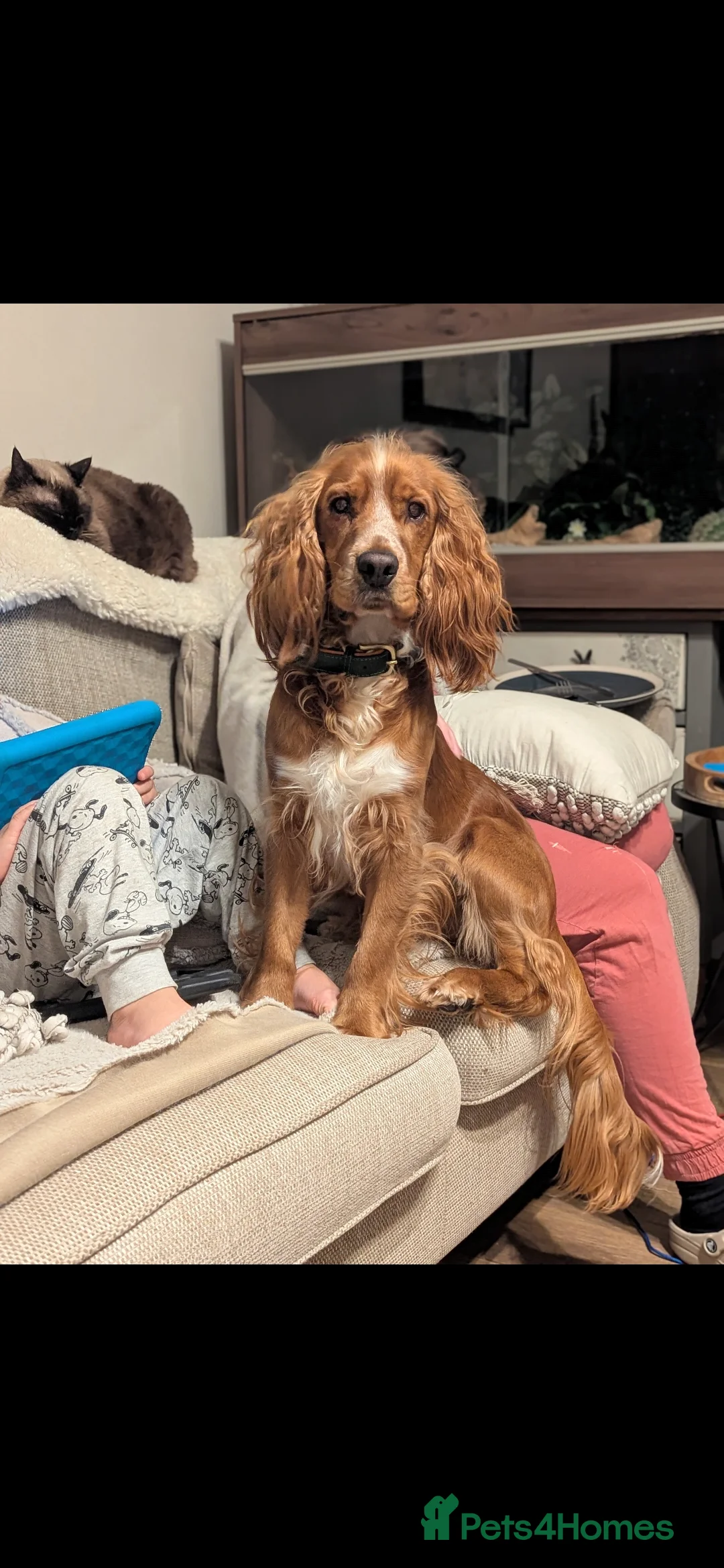 Cocker Spaniel dogs for sale: Male working cocker spaniel  - Advert 6