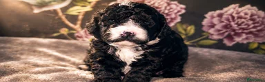 Cavapoochon Puppy 3