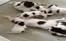 English Springer Spaniel dogs for sale: 7 beautiful springer spaniels - Image 10
