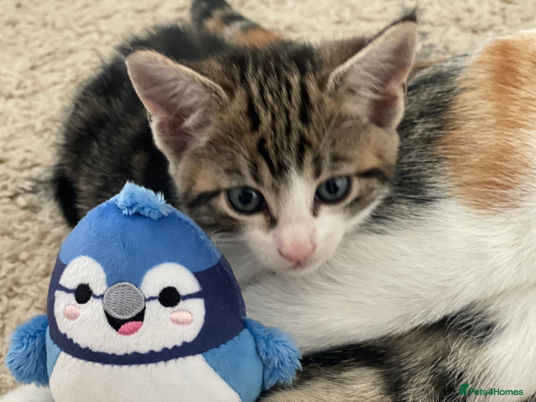 European cats for sale: 8 weeks old - kittens  - Image 35