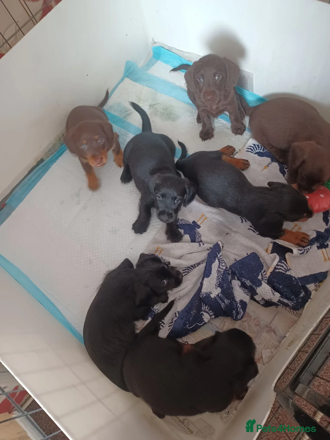 Doxiepoo dogs for sale: Adorable DoxiePoo Puppies  in Cannock - Advert 2