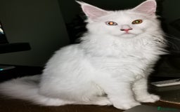 Maine Coon cats for sale: white Maine coons blue and odd-eyes, Tica in Swansea - Image 6