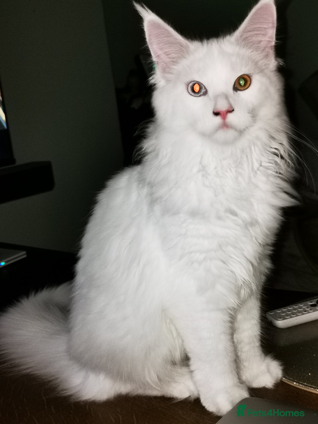 Maine Coon cats for sale: white Maine coons blue and odd-eyes, Tica in Swansea - Image 6