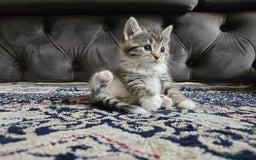 British Longhair cats for sale: 🐾 ADORABLE KITTENS FOR SALE 🐾 - Image 7