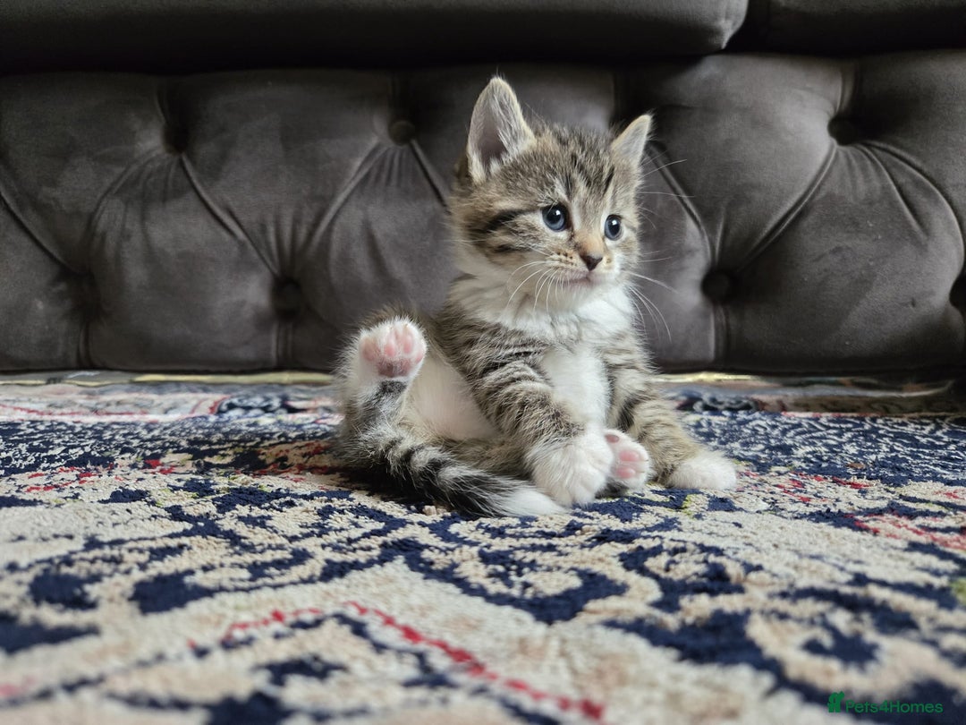 British Longhair cats for sale: 🐾 ADORABLE KITTENS FOR SALE 🐾 - Image 7