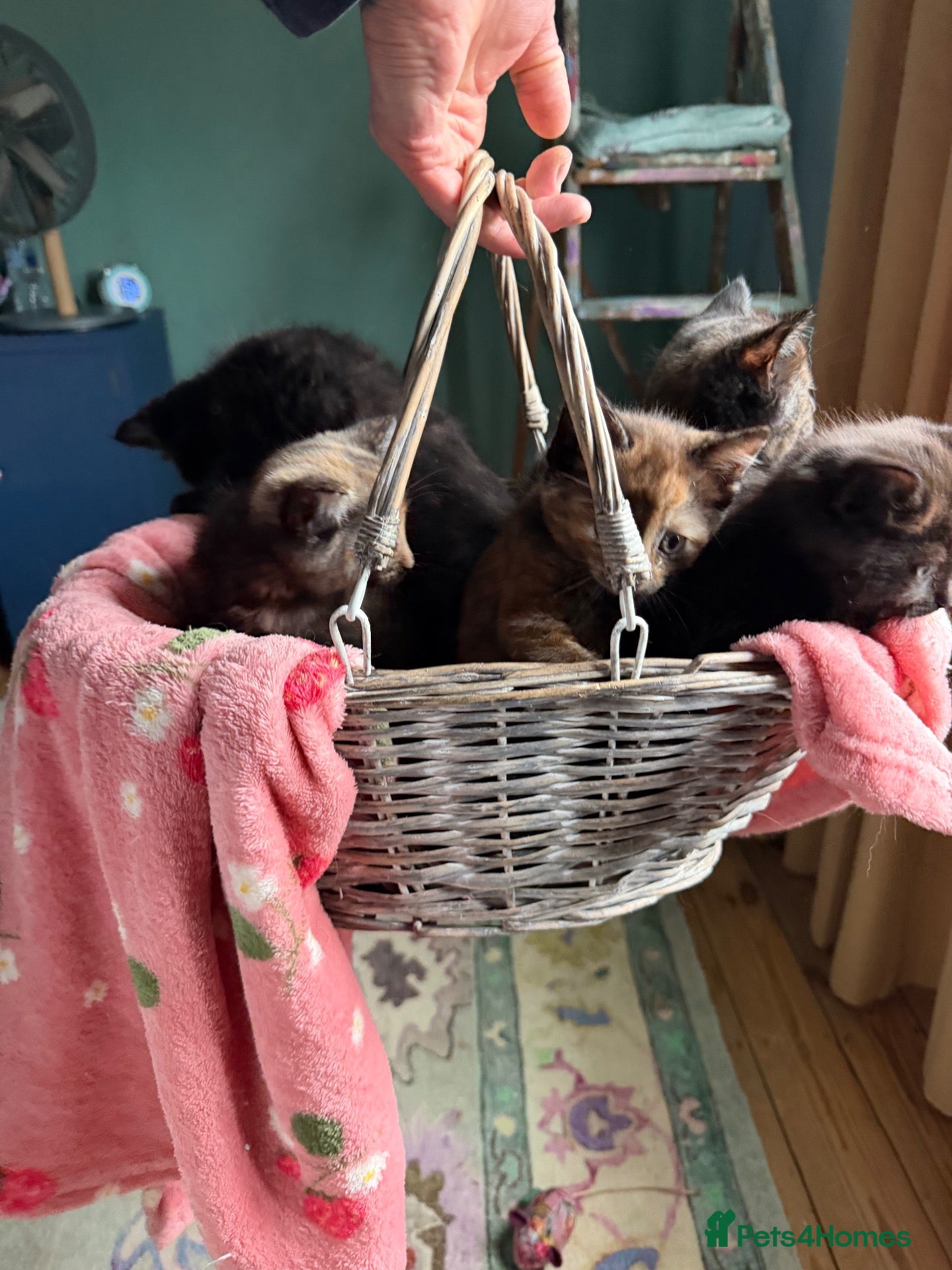 Mixed Breed cats for sale: Loving Ragdoll Cross Ginger Tortie Tabby Kittens - Advert 22