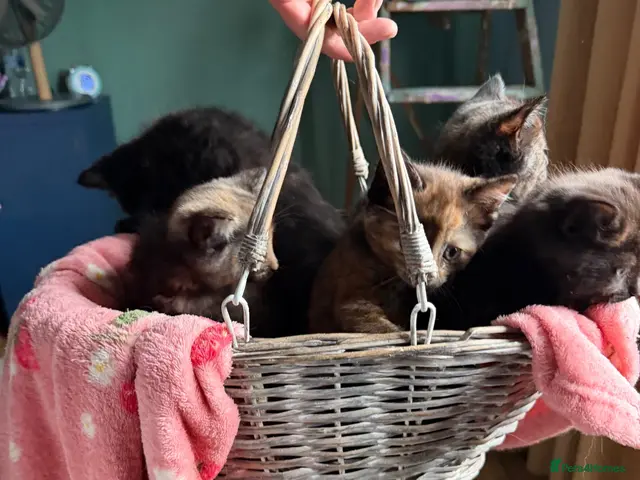 Mixed Breed cats for sale: Loving Ragdoll Cross Ginger Tortie Tabby Kittens - Advert 22