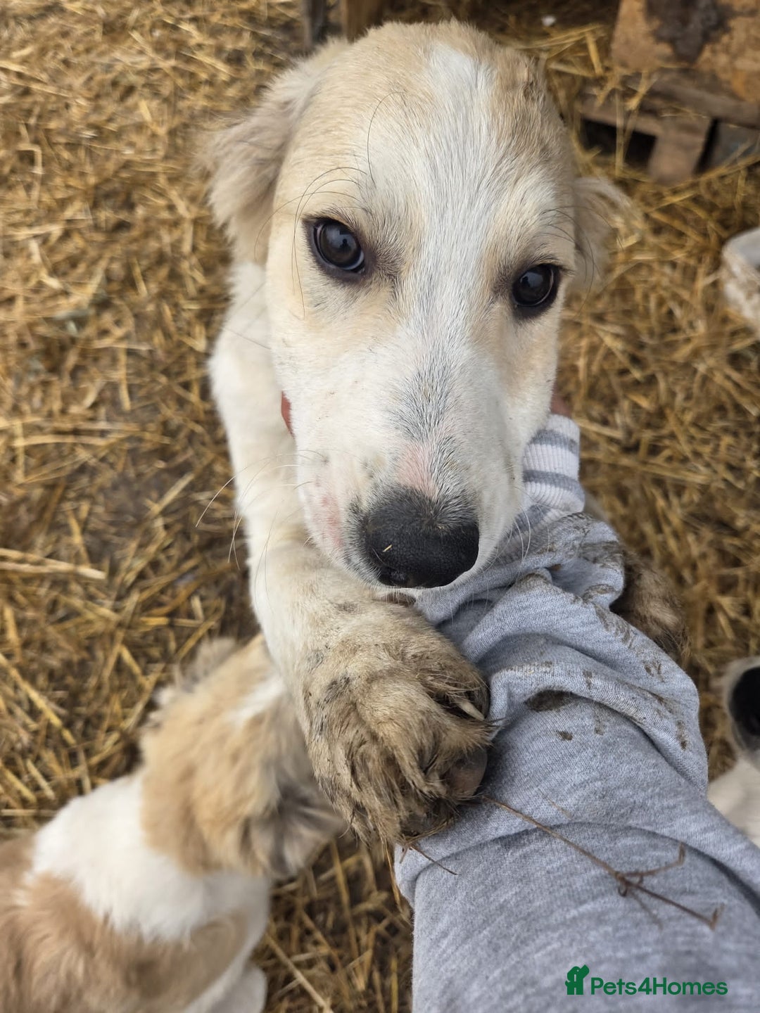 Mixed Breed dogs for adoption: 🐾 KIRA -  Gentle, Observant & Full of Heart 💛🐶 - Advert 1