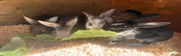 Mixed Breed rabbits for sale: gorgeous baby bunnies  - Advert 5