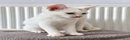 Mixed Breed cats for sale: Stunning litter- Khao Manee/Domestic Shorthair mix - Advert 9