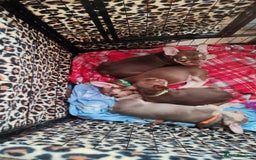 French Bulldog dogs for sale: French bulldog bitches - Image 5