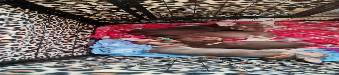 French Bulldog Puppy 8