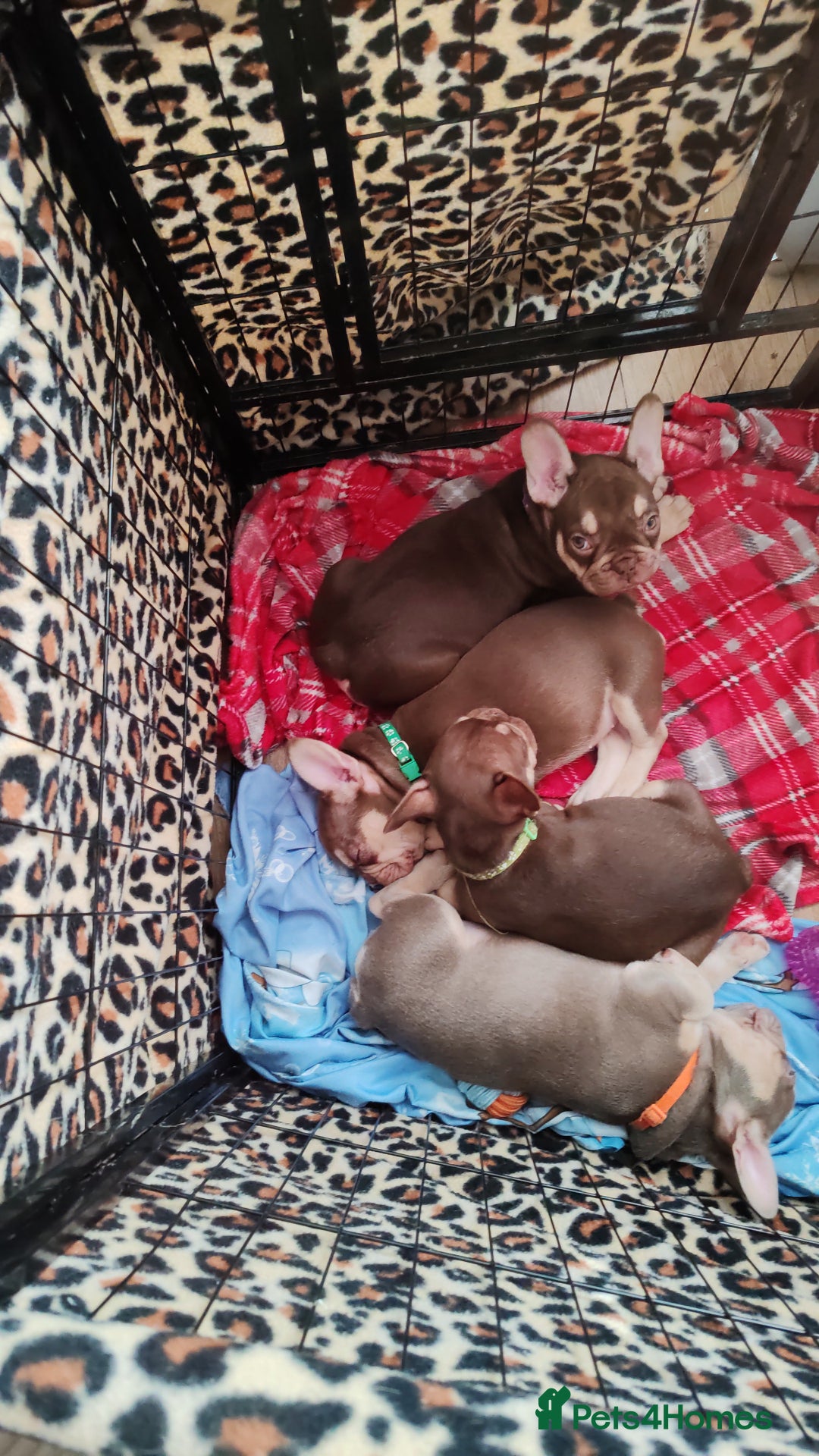 French Bulldog dogs for sale: French bulldog bitches - Image 5