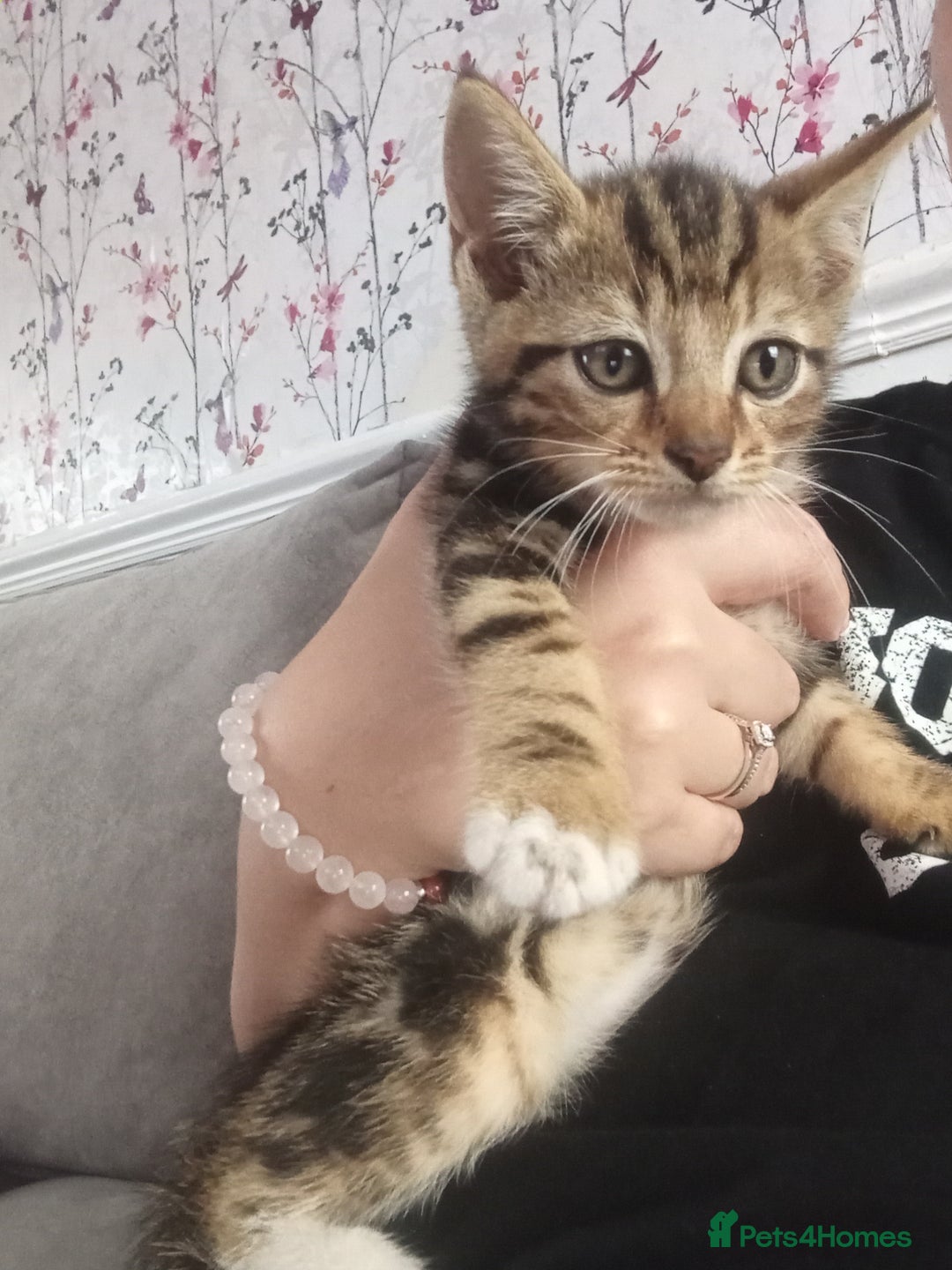 Domestic Shorthair cats for sale: 4 kittens for sale one girl and 3 boys - Image 3
