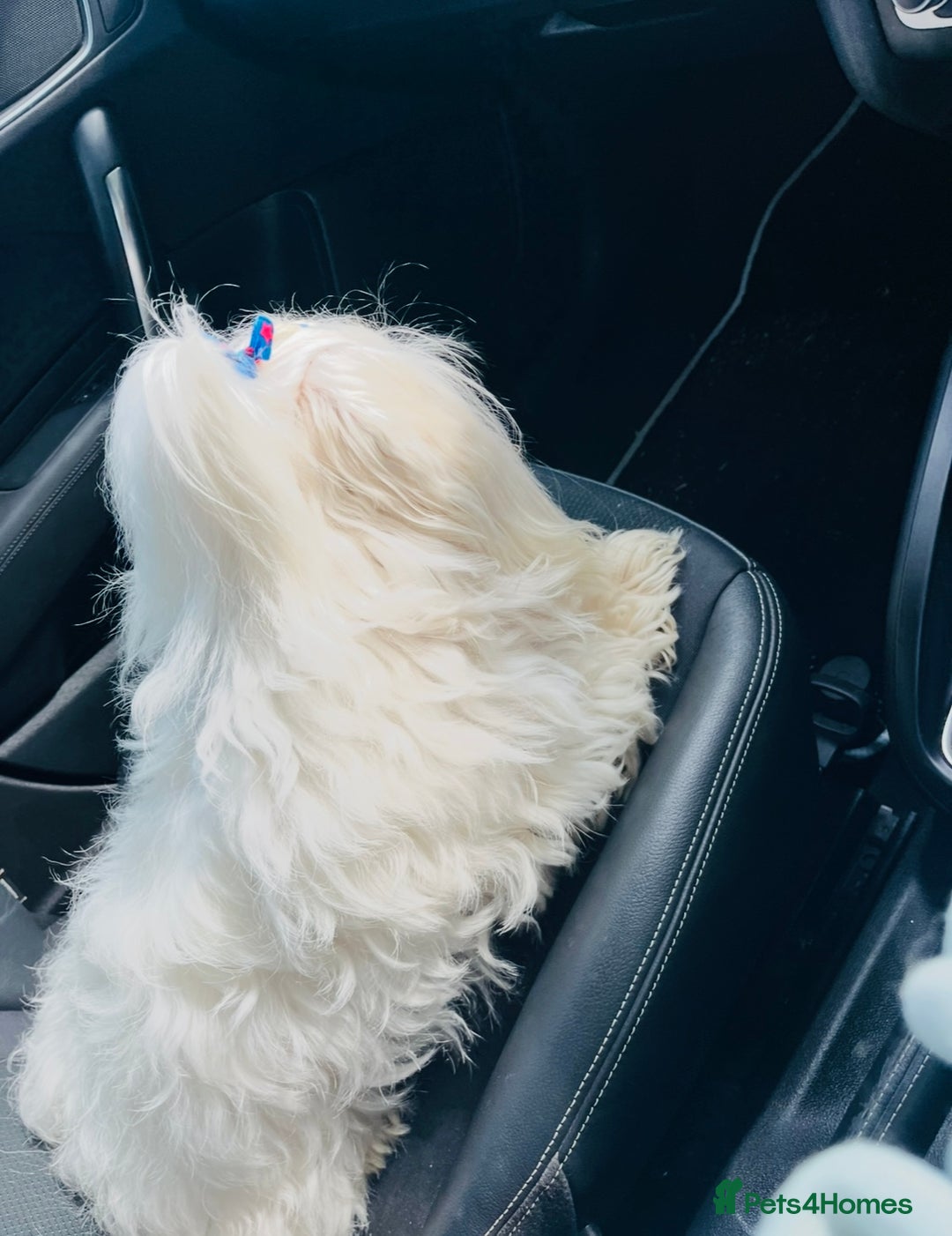 Maltese dogs for stud: 🐬 Beautiful Korean Maltese Stud 🐬 - Image 2