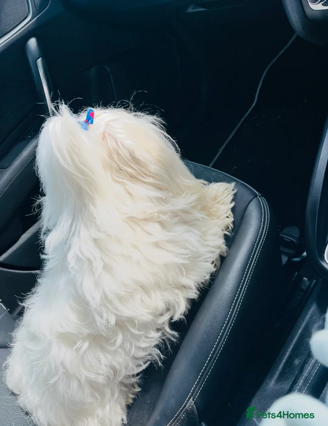 Maltese dogs for stud: 🐬 Beautiful Korean Maltese Stud 🐬 - Advert 2