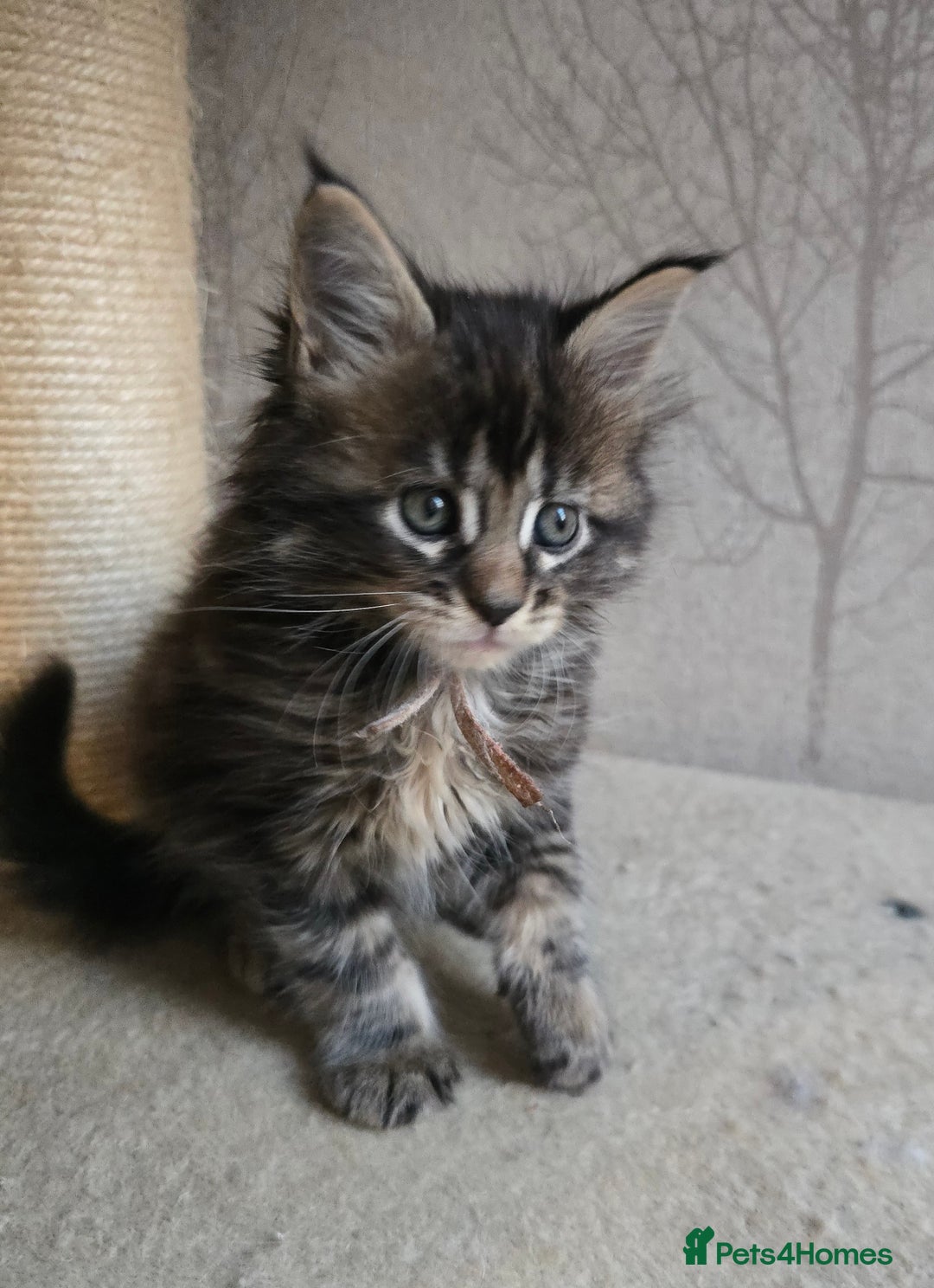 Maine Coon cats for sale: Beautiful TICA Pedigree Maine Coon Kittens - Advert 20