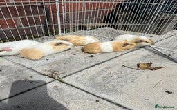 Guinea Pig rodents for sale: Guinea pigs for sale - Image 12