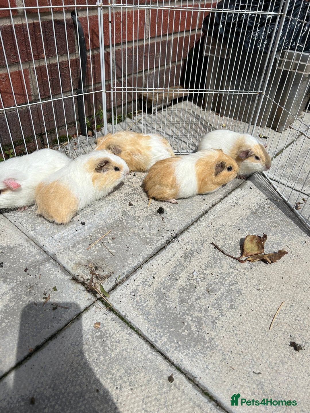 Guinea Pig rodents for sale: Guinea pigs for sale - Image 12