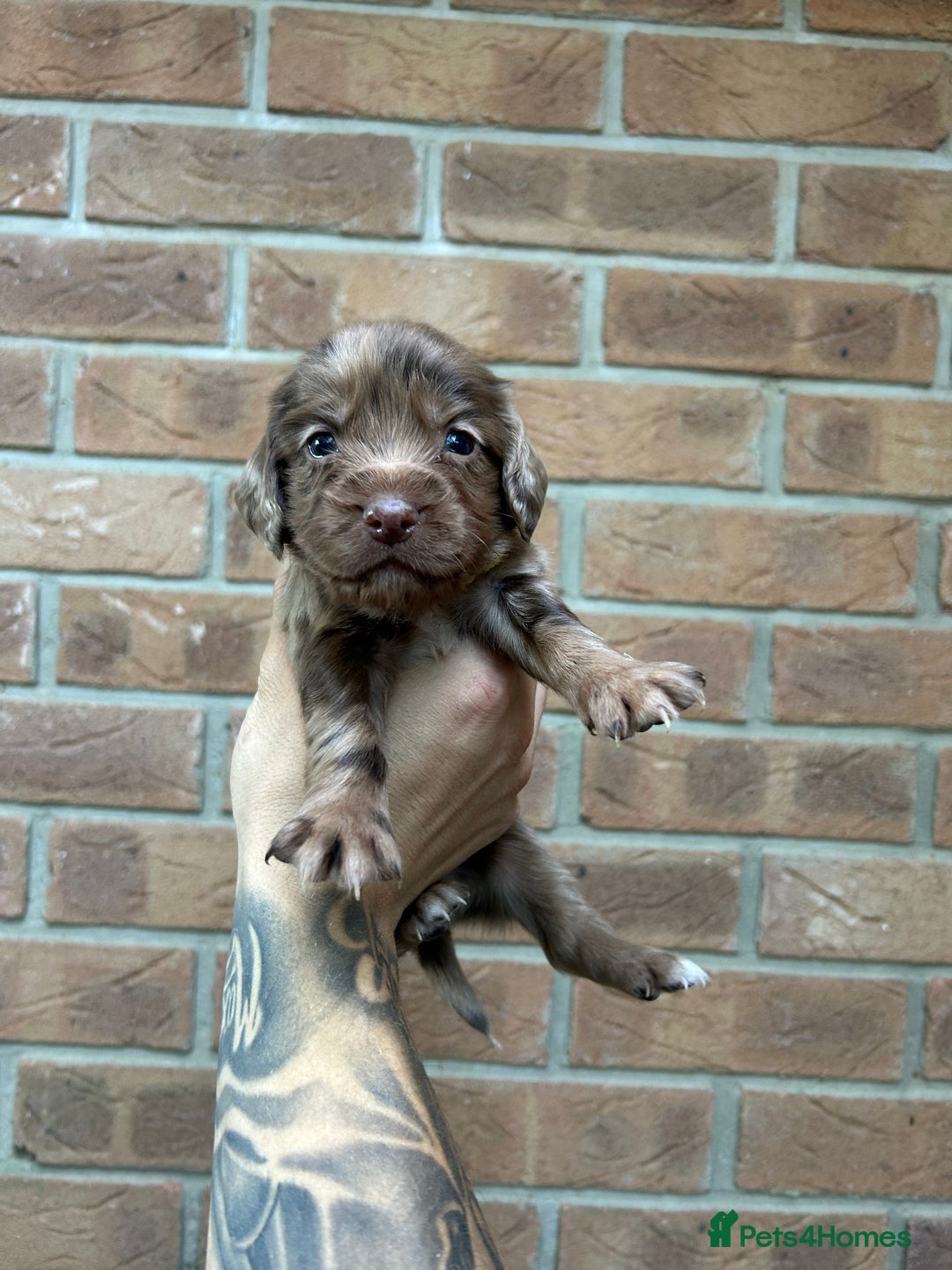 Cocker Spaniel dogs for sale: KC REGISTERED COCKER SPANIELS - Image 8