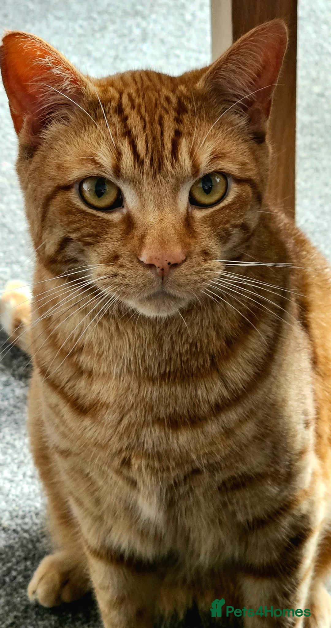 Mixed Breed cats for sale: Very loving ginger male cat - Advert 3