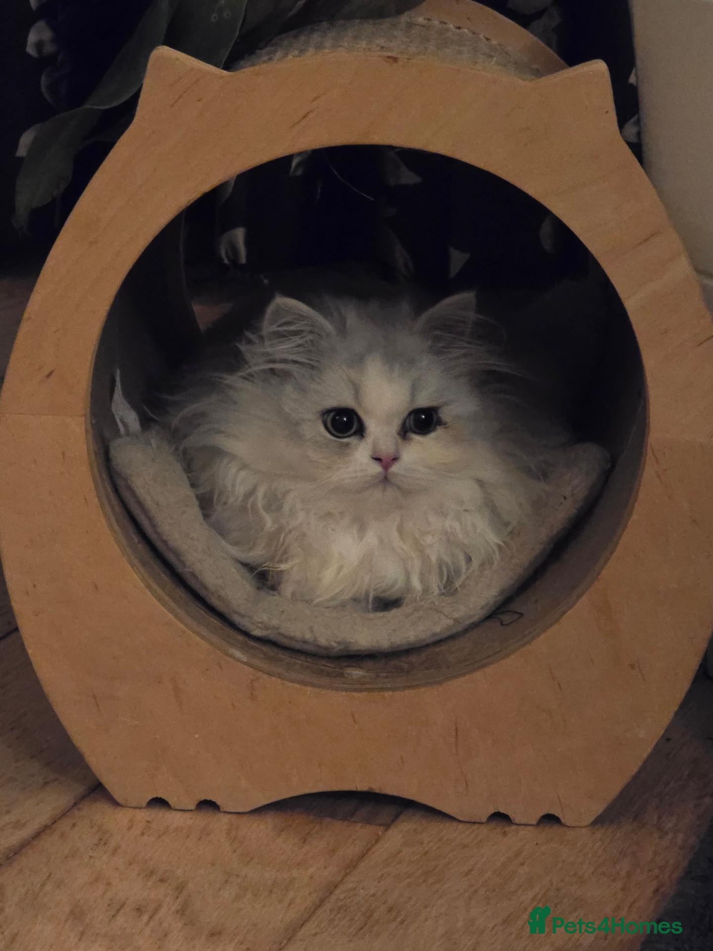 Munchkin cats 2 munchkin kittens  - Advert 1