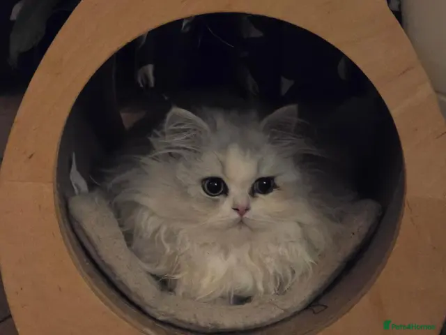 Munchkin cats for sale: 2 munchkin kittens - Advert 1