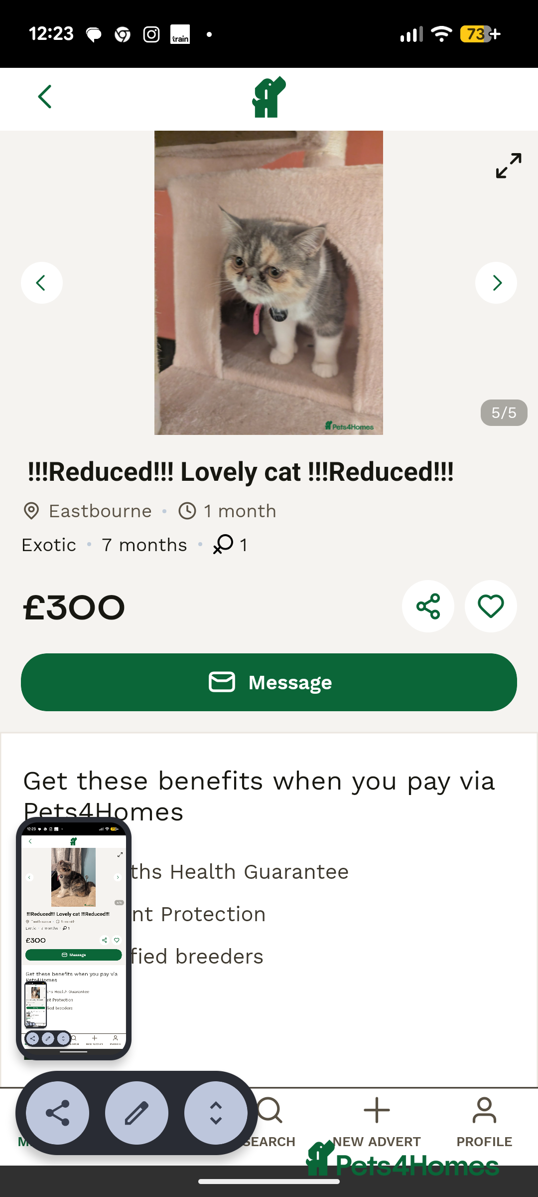 Exotic cats for sale: Reservation  - Advert 5