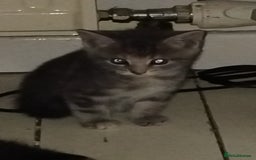Mixed Breed cats for sale: Beautiful male grey tabby kitten - Image 1