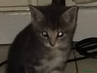 Mixed Breed cats - Advert 24