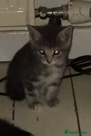 Mixed Breed cats - Advert 16