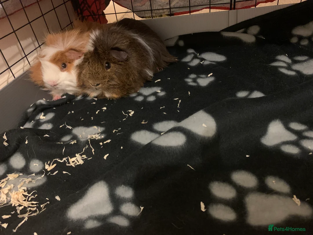 Guinea Pig rodents for sale: Pair of male Guinea pigs  in Sherborne - Advert 2
