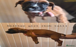 Boxer dogs for sale: Boxer puppies - Image 2