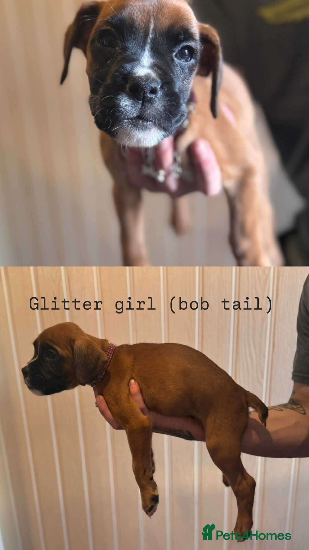 Boxer dogs for sale: Boxer puppies - Image 2